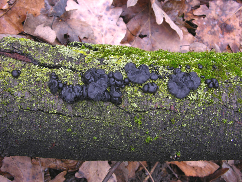 Durante la tregua.....